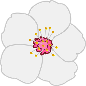 Almond PNG