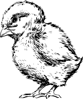 Chick PNG